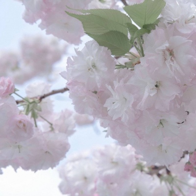 兽设黄昏场景设计FurryQQ群